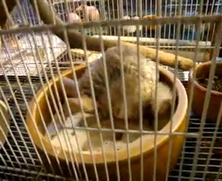 chinchilla aux grandes oreilles