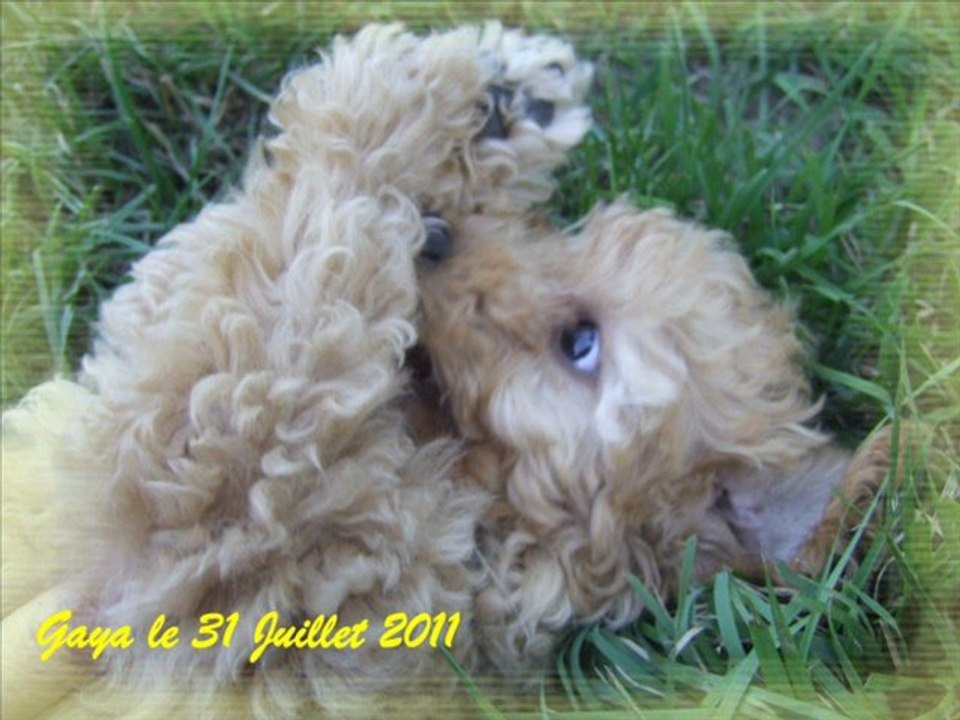 Caniche femelle de 3 mois. Baptisée Gaya