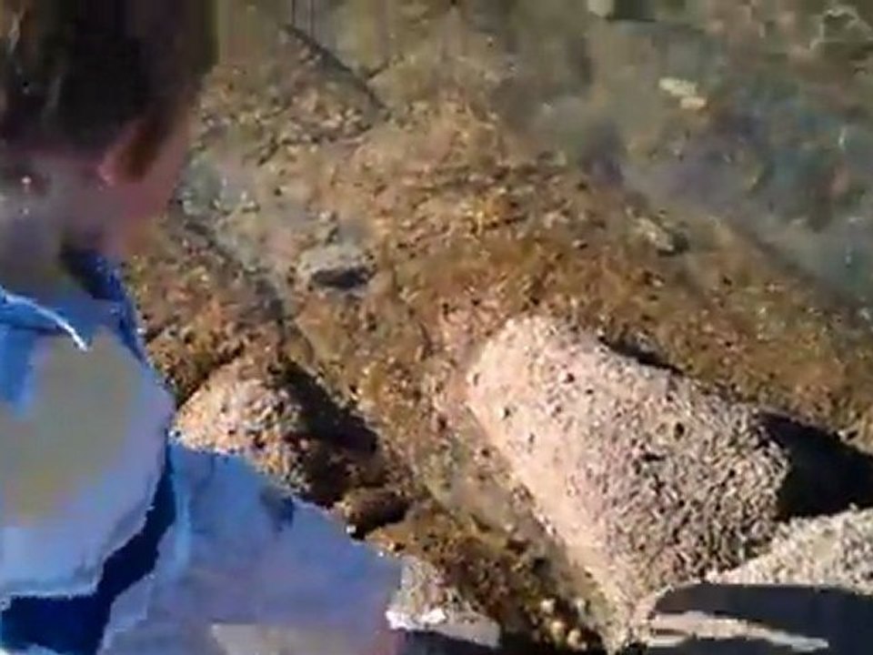 Ballade sur les rochers - pointe du Conguel - 08-08-201