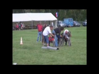 Deerhounds du Triple Bois au Championnat de France Poursuite a Vue sur Leurre 2011