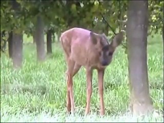 Chevreuil très curieux