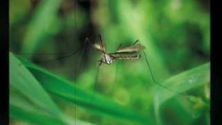 The Effects of an Austin Mosquito Control System