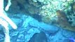 Port-cros, plongée avec les poissons en Apnée
