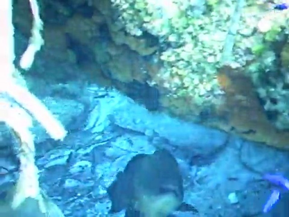 Port-cros, plongée avec les poissons en Apnée