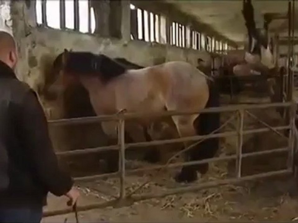 Horse Parkour Fail