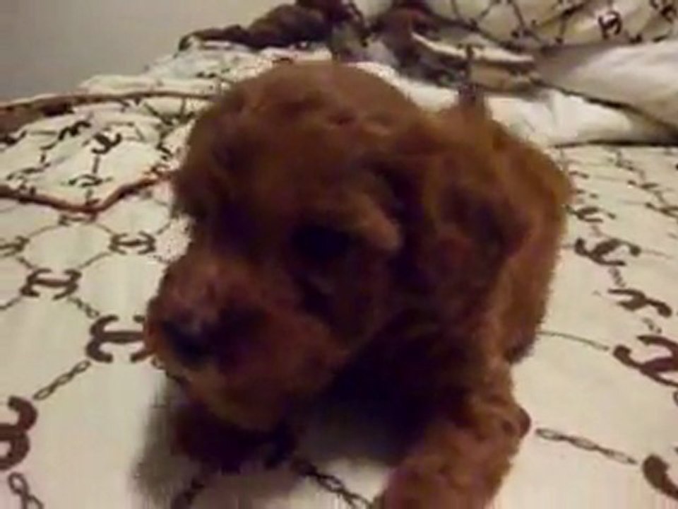 My Doggie