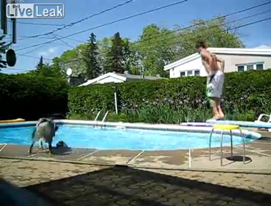 Dog lacht Dive Fail