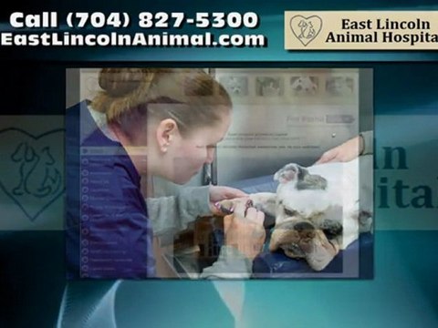Veterinarian in Denver NC - East Lincoln Animal Hospital