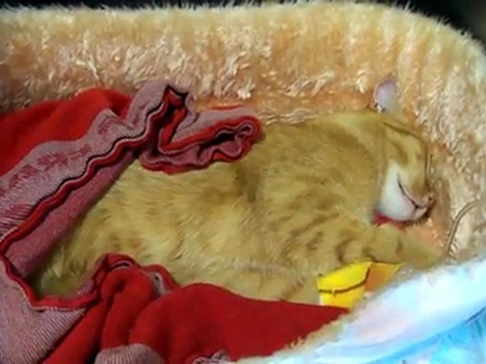 chat intoxiqué à la permethrine