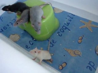 1er bain des ratons