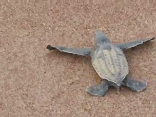 Emergence de tortue luth à Awala-Yalimapo