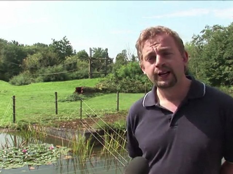 Tierisch schlau: bonobo-dame ist intelligenzbestie