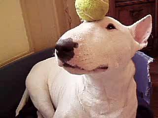 Toutzy le Bull terrier