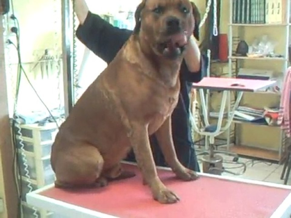 SALON TOILETTAGE REGARD CANIN DENJA