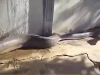 Dünyanin en uzun yilani böylesi görulmedi