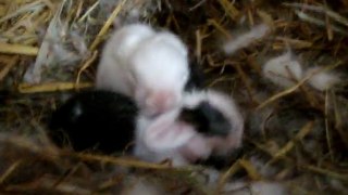 MOV07877 bébés lapins bélier nain angora teddy d'une  semaine au calin...