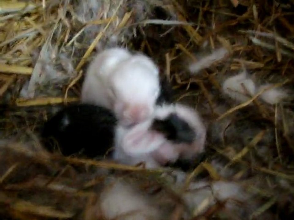 MOV07877 bébés lapins bélier nain angora teddy d'une  semaine au calin...