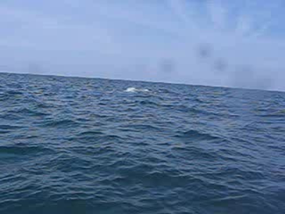 Cheba 2006