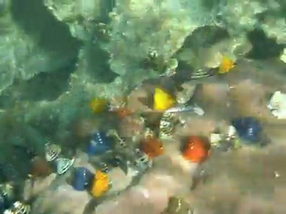 Snorkeling Koh Tao