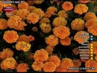 Ömrüm seni sevmekle - Medineye varsam TRT