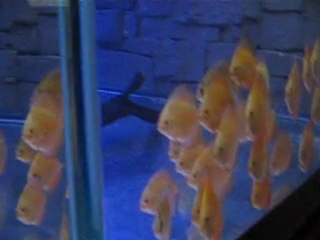 150 galon My Discus Fish Tank