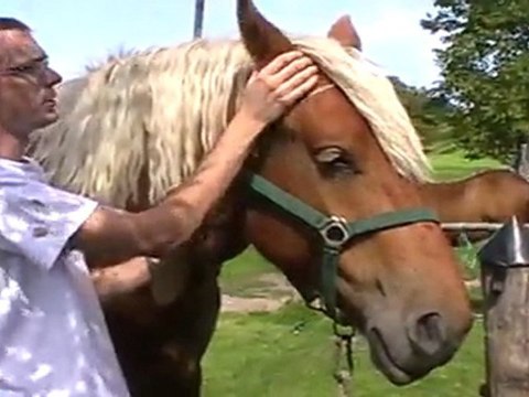HAUTE-SAONE : CONCOURS DÉPARTEMENTAL DE CHEVAUX DE TRAIT A JUSSEY, LE 30 AOUT