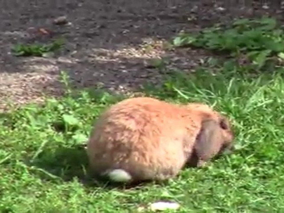 00009 lapin