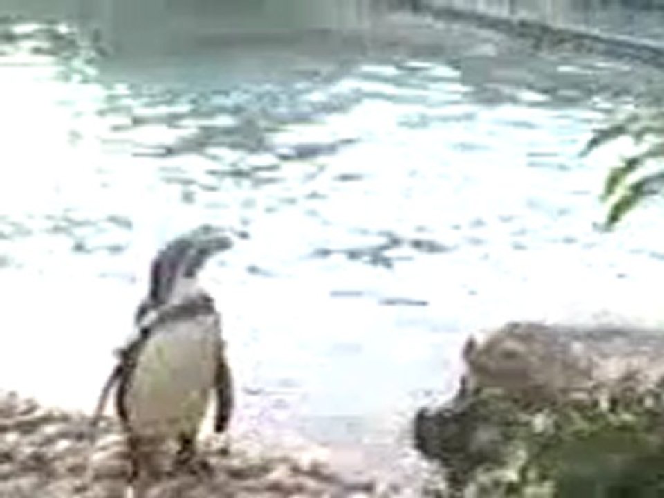 les pingouin de mehdi park !