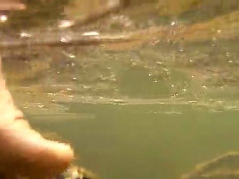 video truite sous l eau