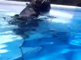 Cooper the chimp goes scuba diving