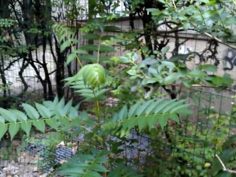 Video realizzato da HTC Desire S (per valutarne la registrazione in vari contesti di luce)