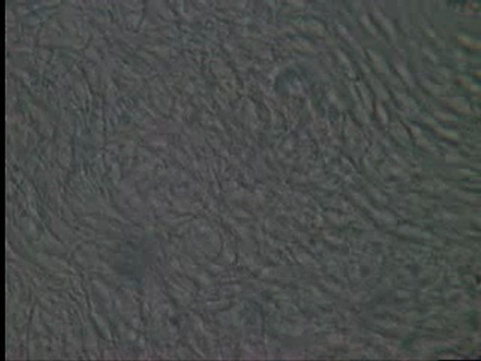 drone sperm after one week conservation