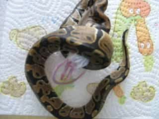 miam miam suite et fin