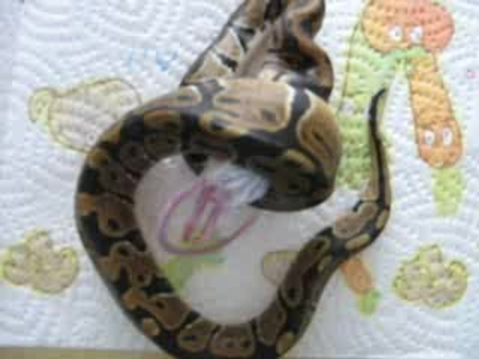 miam miam suite et fin