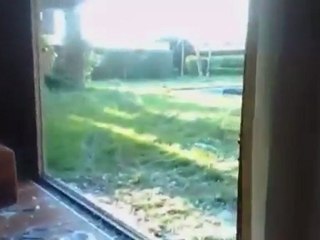 Executed bodies litter Gaddafi's compound