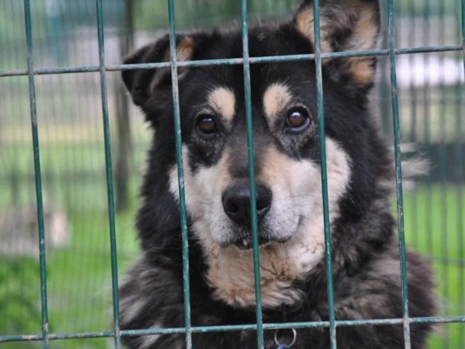 Chiens et chats de refuge....