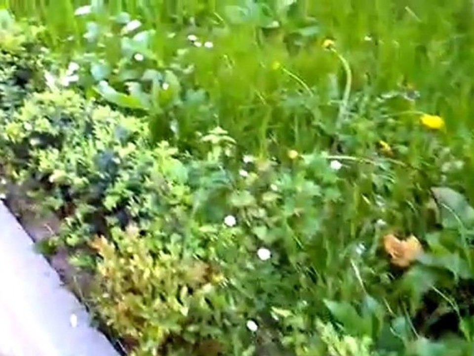 Video test by Acer Iconia Tab A500 (engineering sample) - Android 3.0 Honeycomb