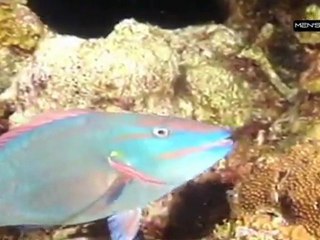 Iles était une fois [S.1] [E.24] - Belize