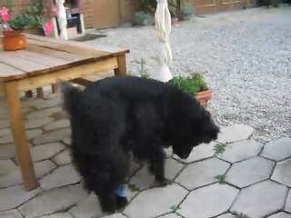 Gipsy qui fait la folle 1