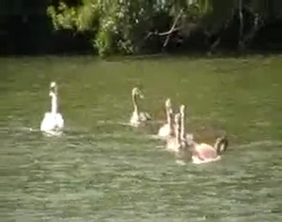 L' erdre et ses occupants - Chatouneify