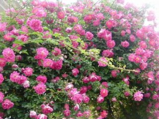 ZEKİ MÜREN-SARMAŞIK GÜLLERİ