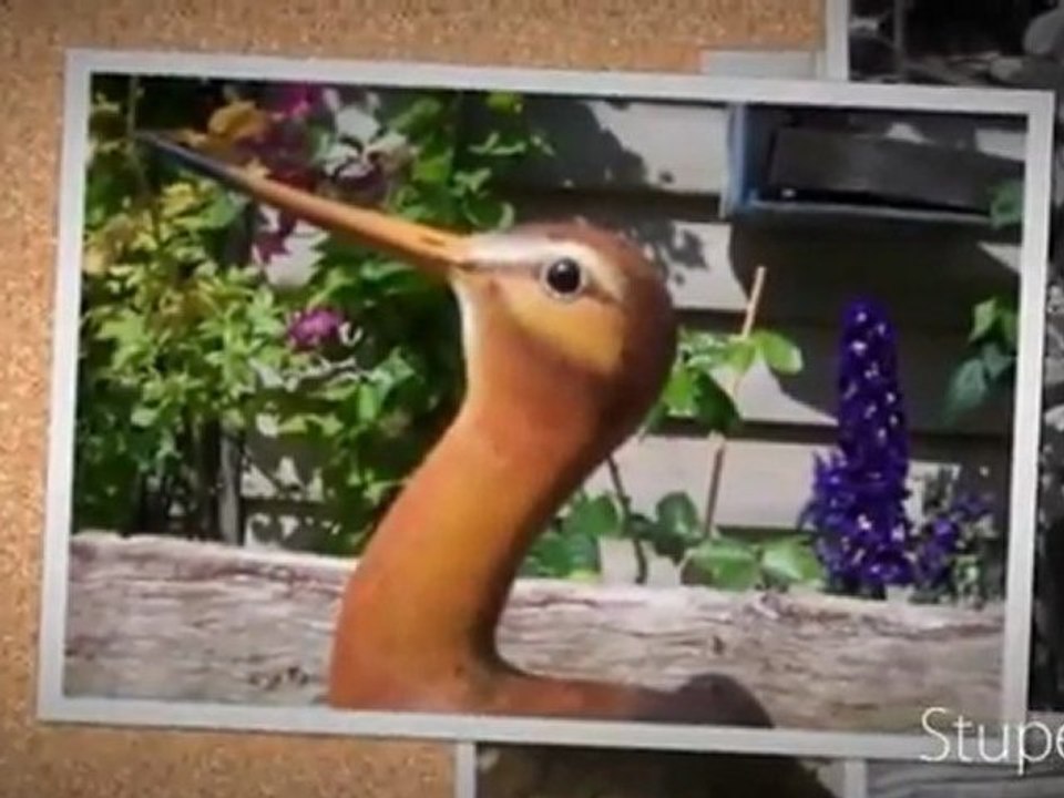 oiseaux de bois - YouTube