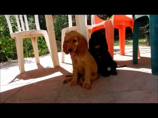 Cocker Anglais de l'élevage de l'Arbourin 26/08/ 2011