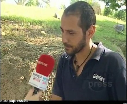 Animales del Bioparc combaten el calor con helados