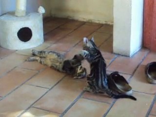 des chatons frere et soeur en pleine bataille