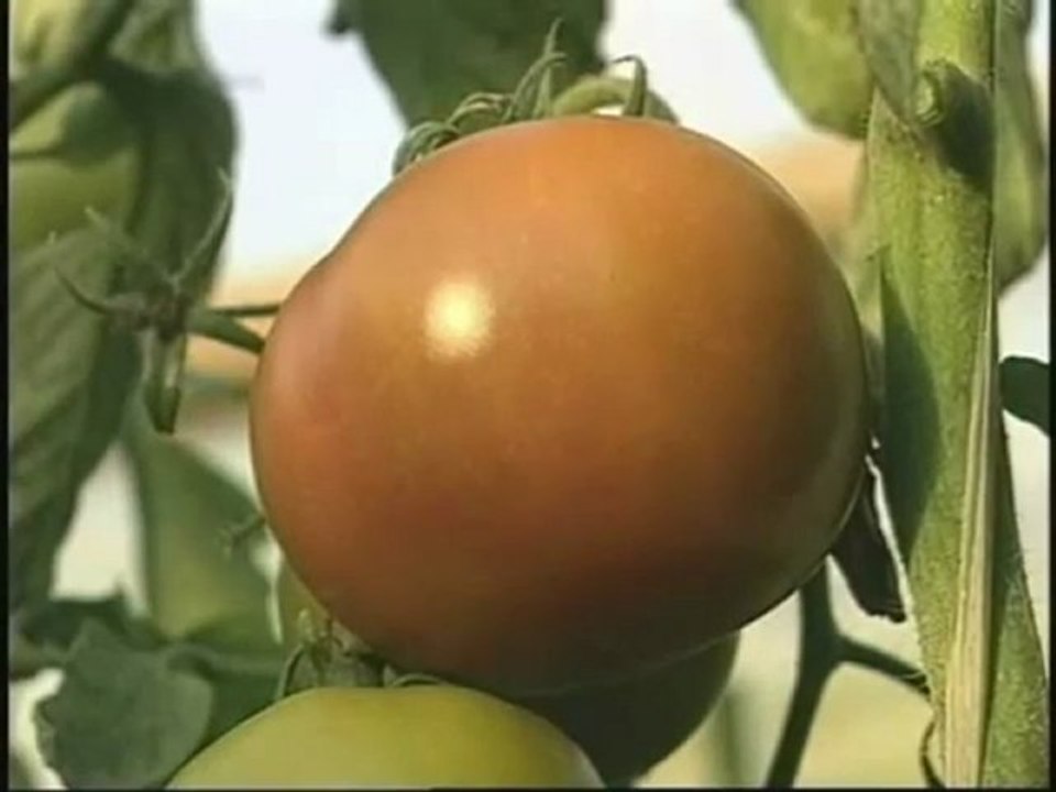 Curso Hidroponia Cultivo de Tomate