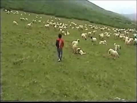 DAVUT ŞAHİN YAYLALAR YASLANIYOR ÇAM ÇAMA(SEVDAMIZ TOKAT)