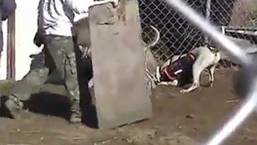 domuz pitbul Dailymotion Video
