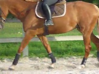 Trot  main gauche mercredi 24 août 2011