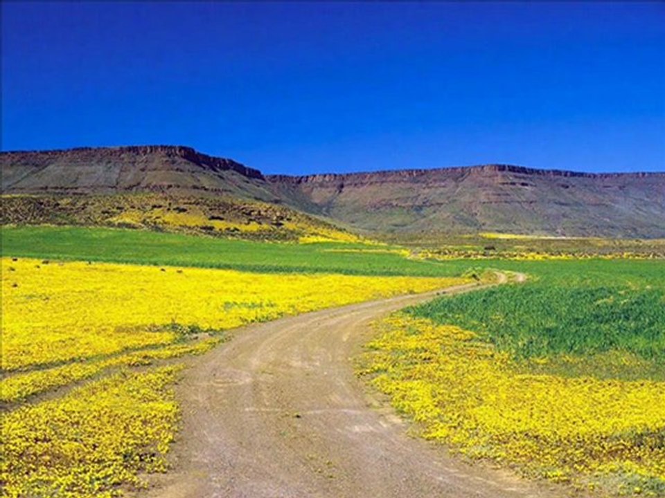 ,,Sordum Sarı Çiçeğe,,şiirin kalbi ve şiirin anlamı